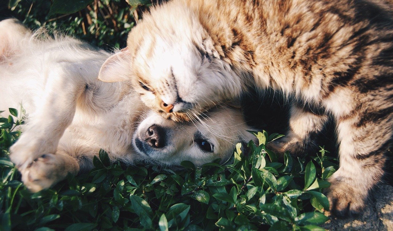 Imagen para los medios: Consulta previa para la aprobación de la Ordenanza de Salud Animal