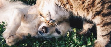 Imagen para los medios: Reforma de la vigente Ordenanza Municipal de Protección y Tenencia de Animales de Compañía